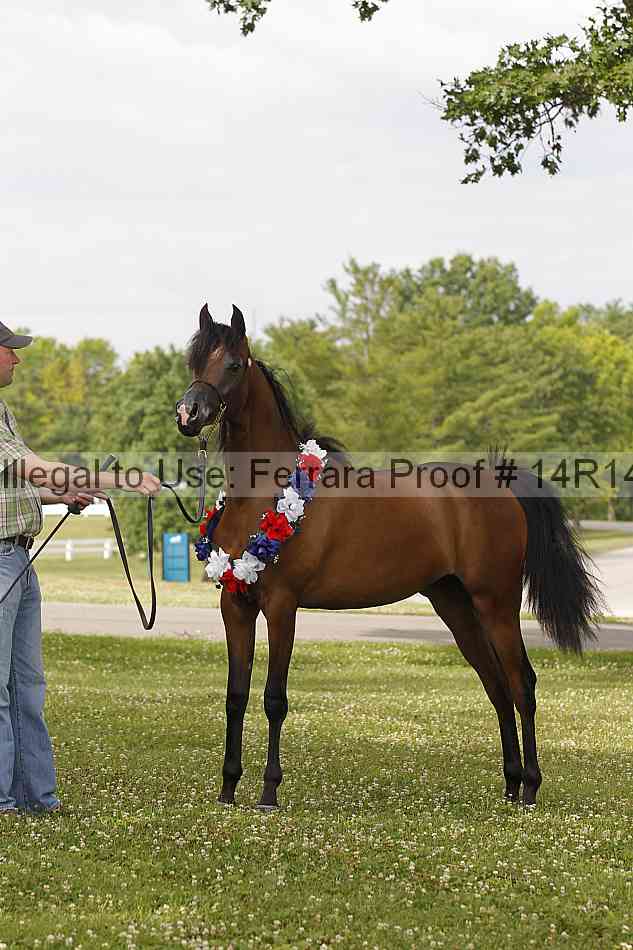 Proof Number 14r14_6205