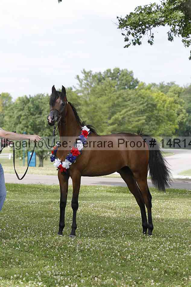 Proof Number 14r14_6206