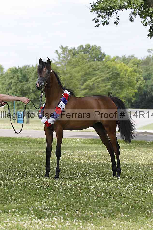 Proof Number 14r14_6207