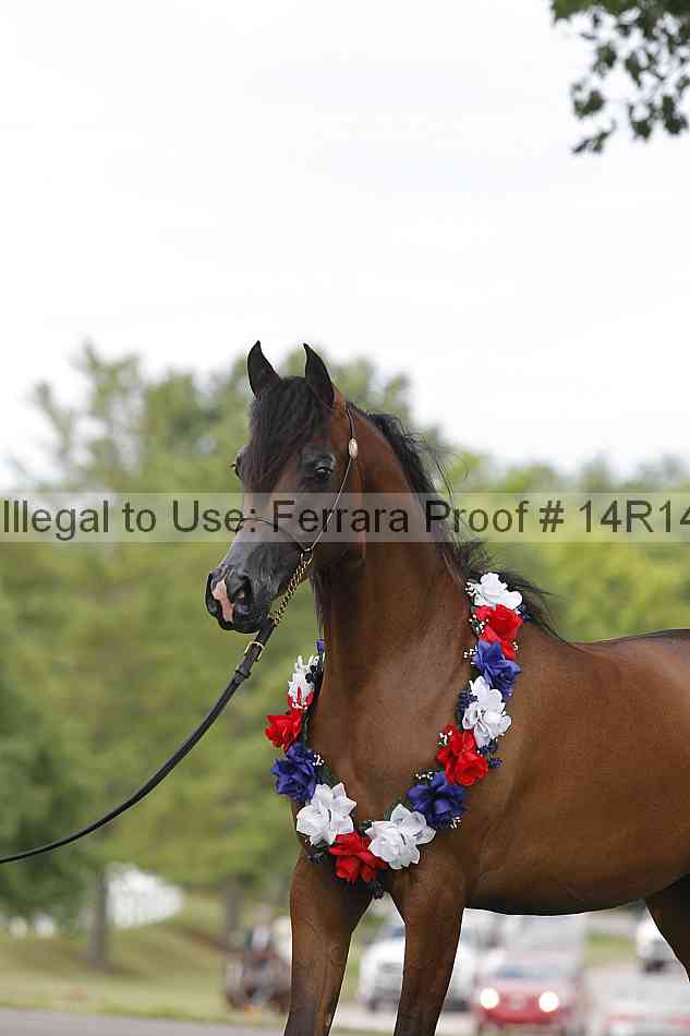 Proof Number 14r14_6213