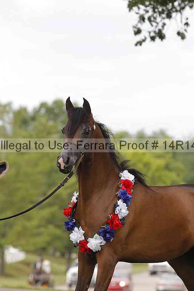 Proof Number 14r14_6215