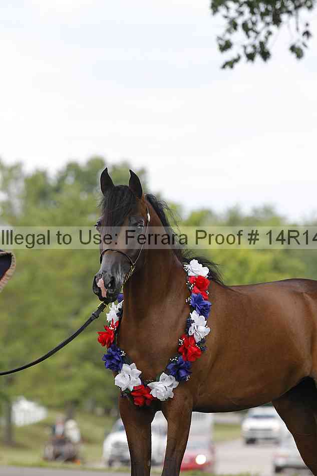 Proof Number 14r14_6216