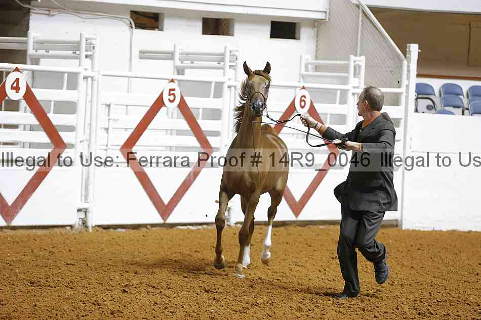 Proof Number 14r9_0046