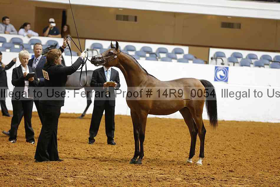 Proof Number 14r9_0054
