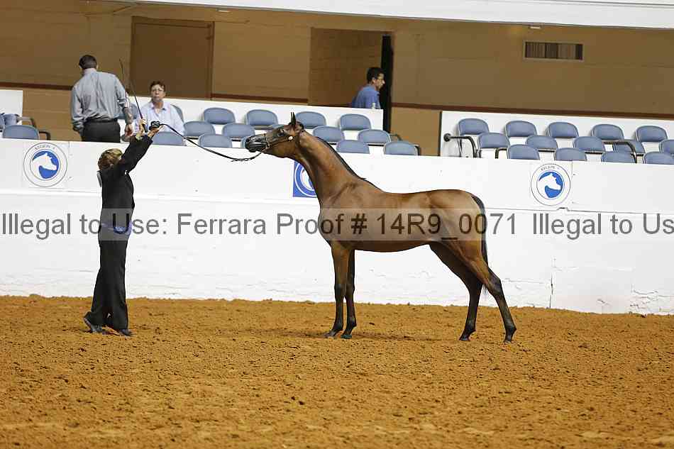 Proof Number 14r9_0071
