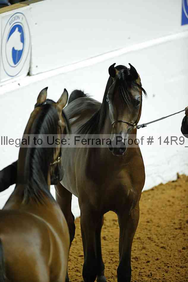 Proof Number 14r9_0077