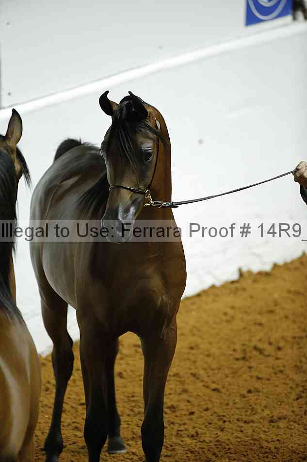 Proof Number 14r9_0079