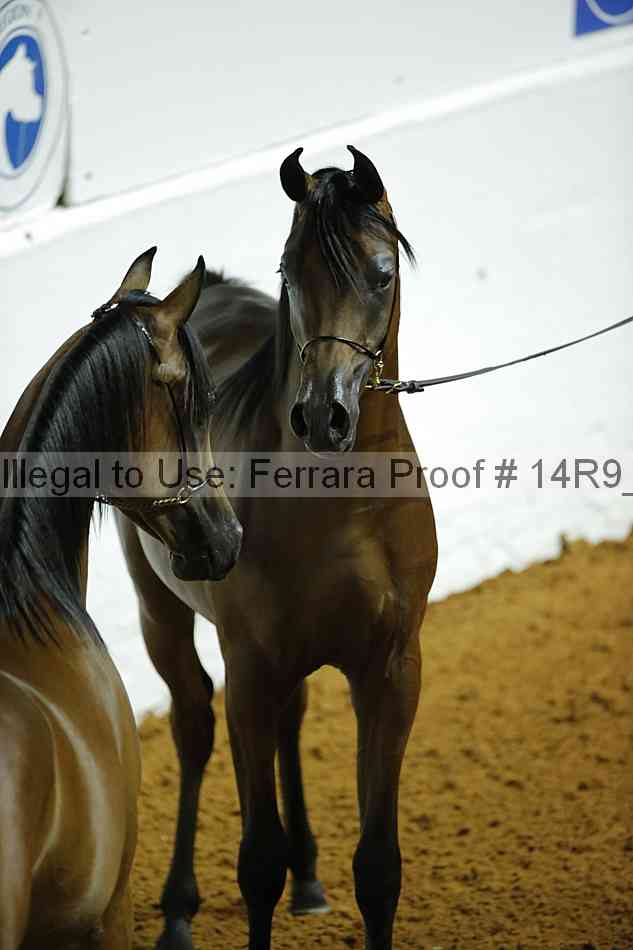 Proof Number 14r9_0080
