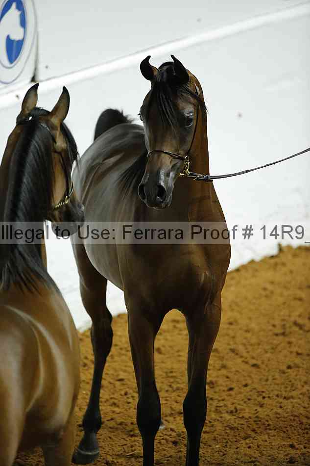 Proof Number 14r9_0081