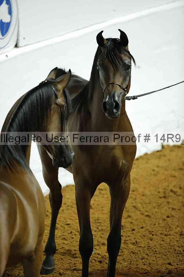 Proof Number 14r9_0082