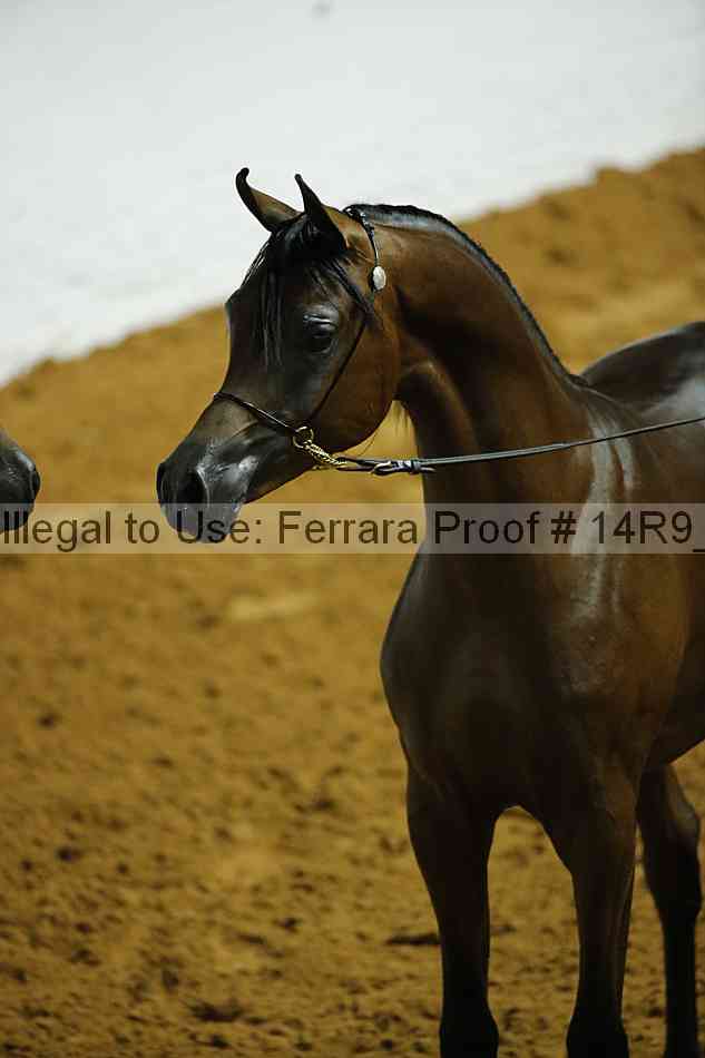 Proof Number 14r9_0083