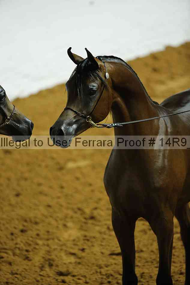 Proof Number 14r9_0084