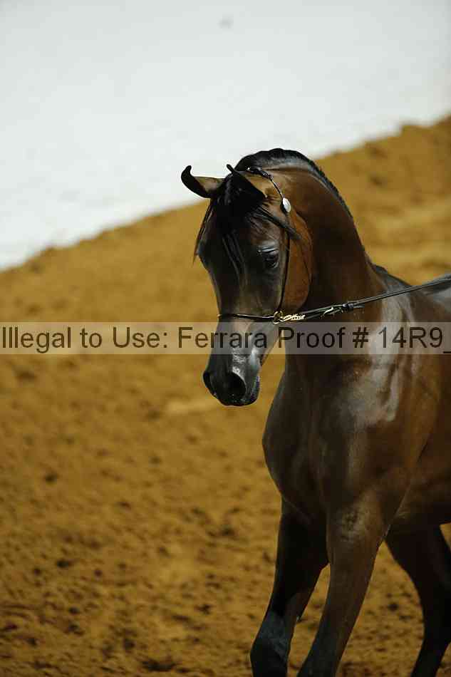 Proof Number 14r9_0085