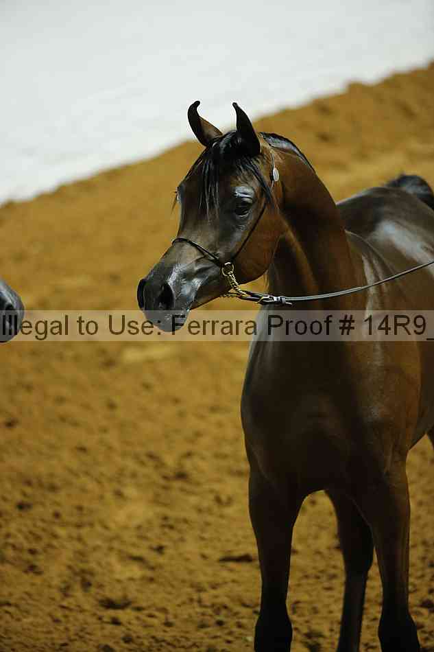 Proof Number 14r9_0086