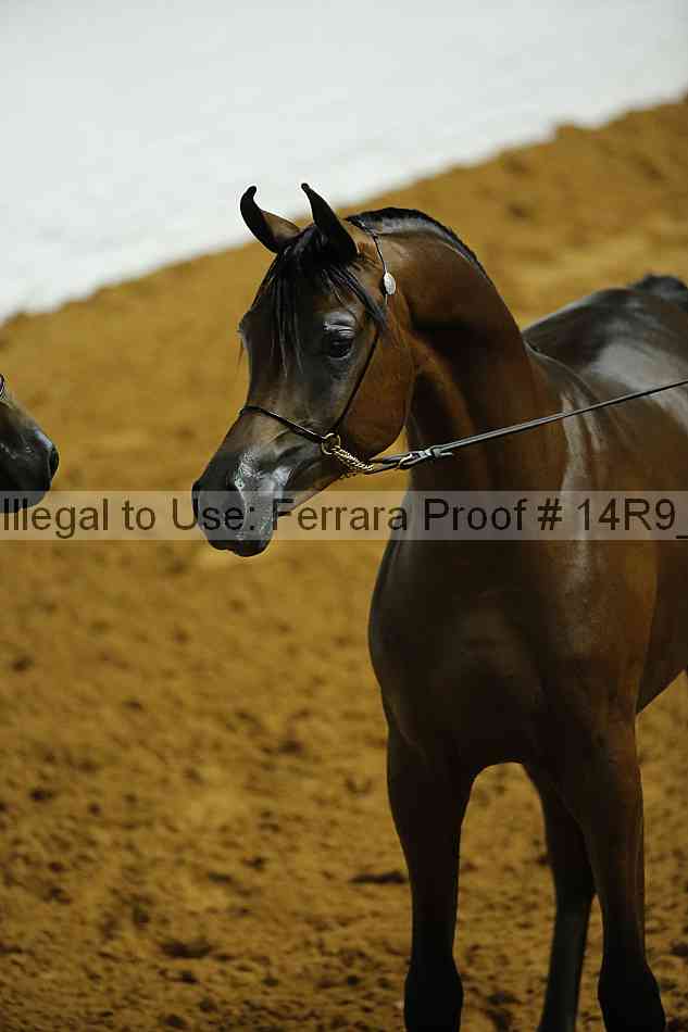 Proof Number 14r9_0087