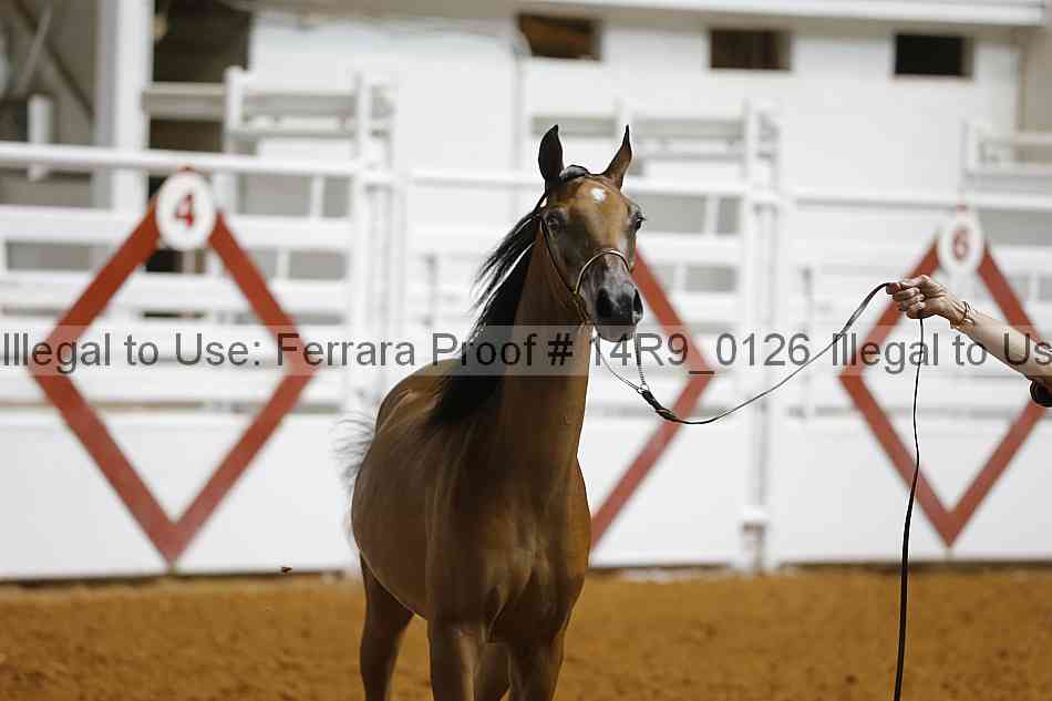 Proof Number 14r9_0126