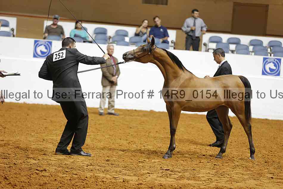 Proof Number 14r9_0154