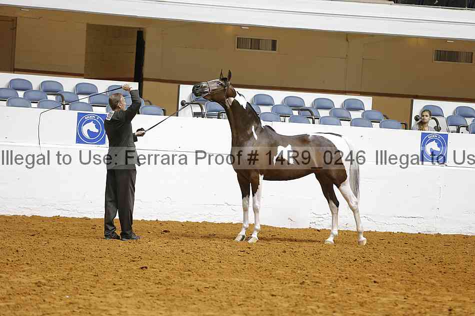 Proof Number 14r9_0246