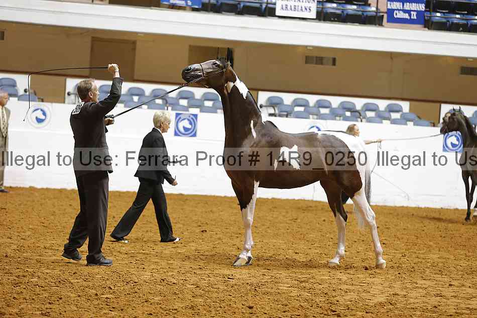 Proof Number 14r9_0250