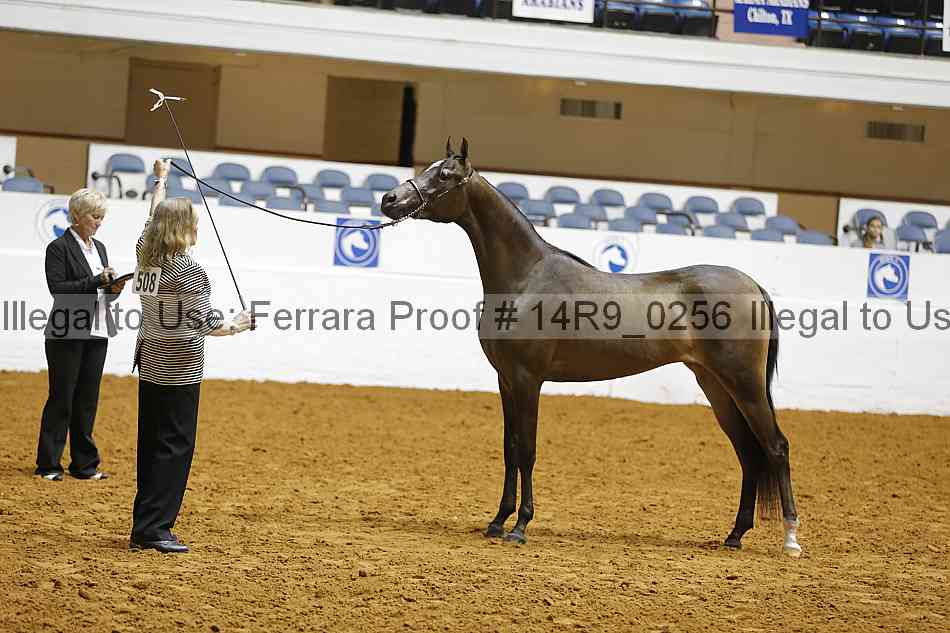 Proof Number 14r9_0256