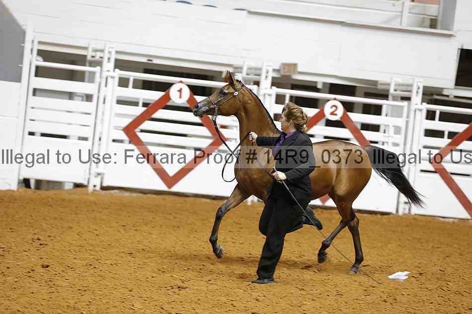 Proof Number 14r9_0373