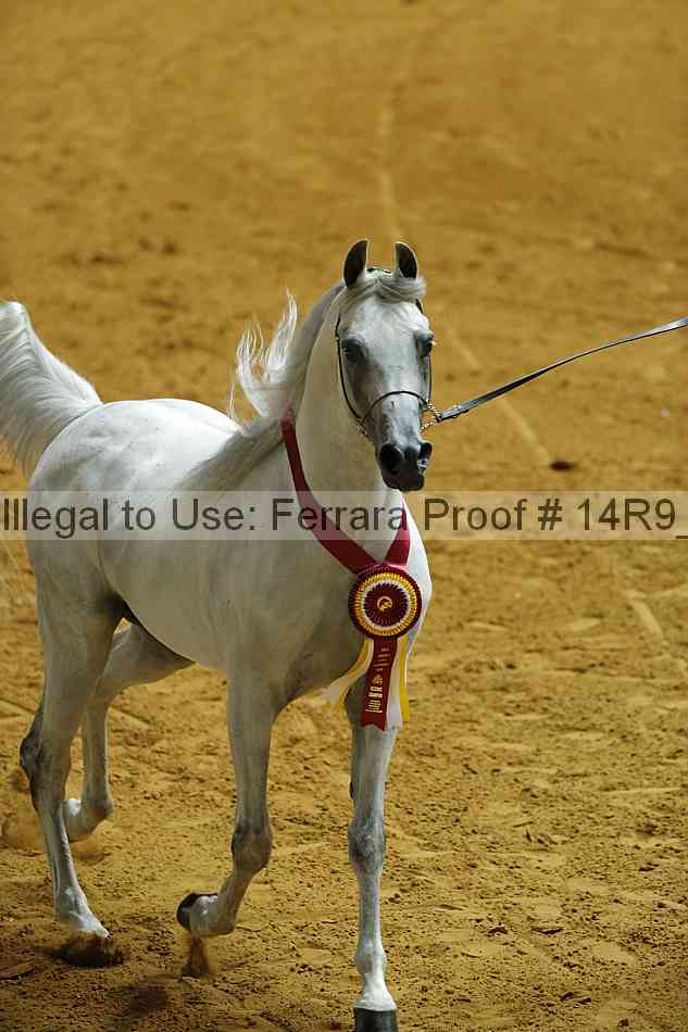Proof Number 14r9_3017