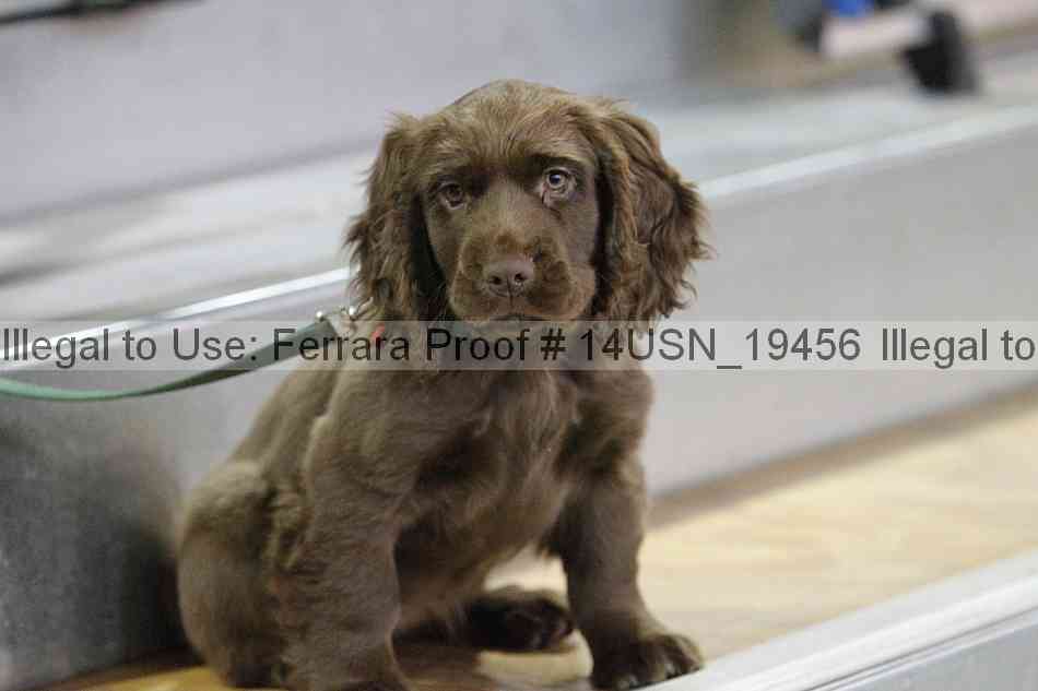 Proof Number 14usn_19456