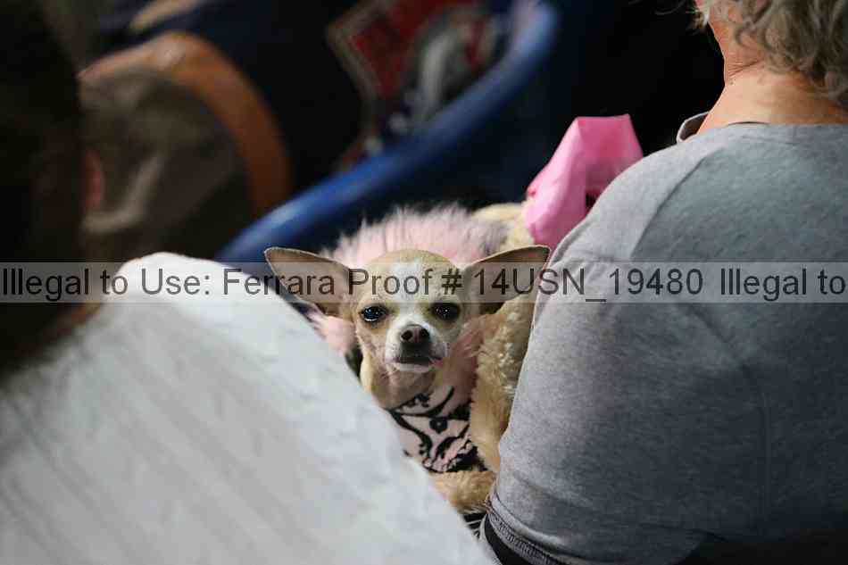 Proof Number 14usn_19480