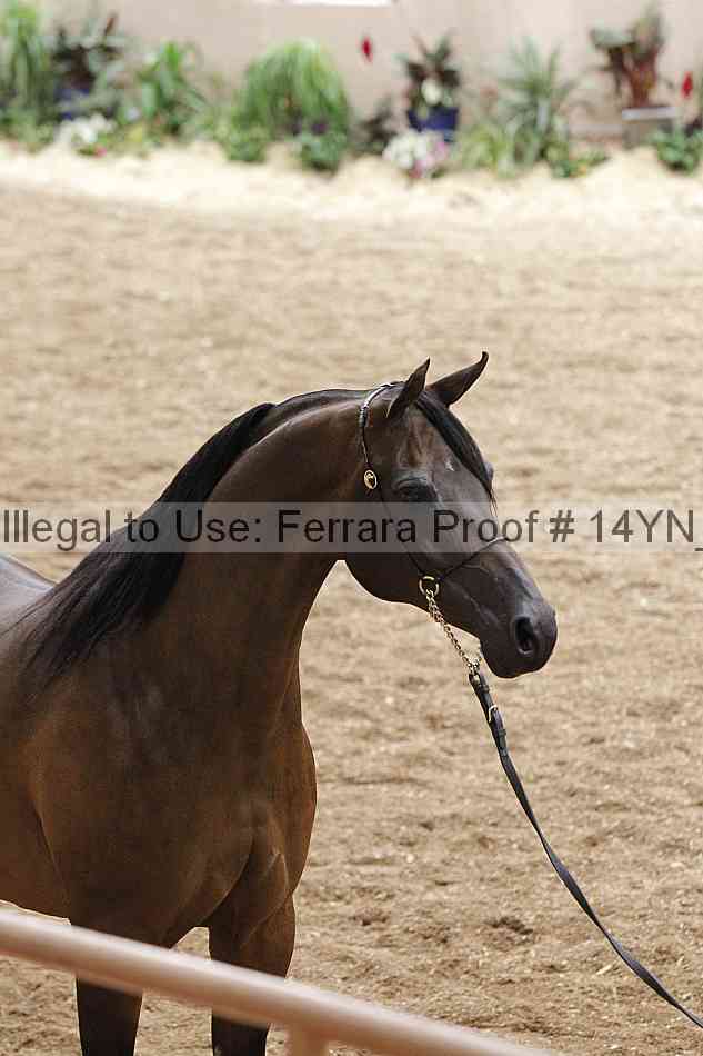 Proof Number 14yn_05546