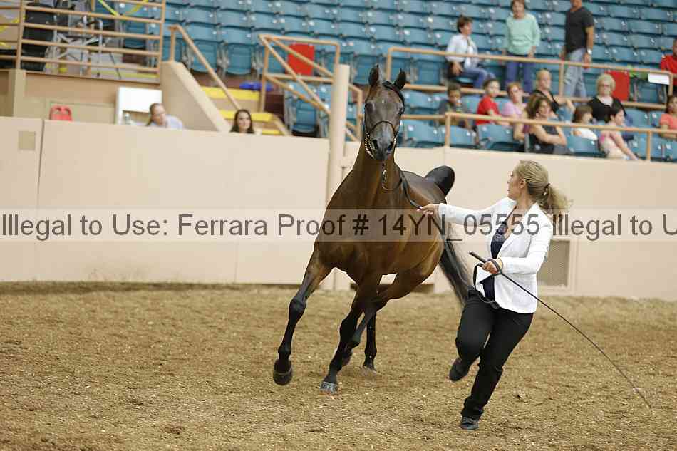 Proof Number 14yn_05555