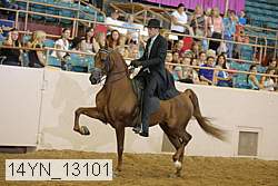 14yn_13101 thumbnail