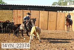14yn_22374 thumbnail