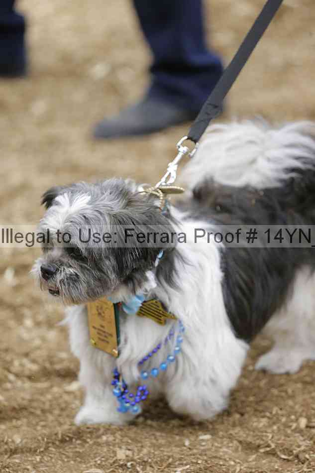 Proof Number 14yn_20854