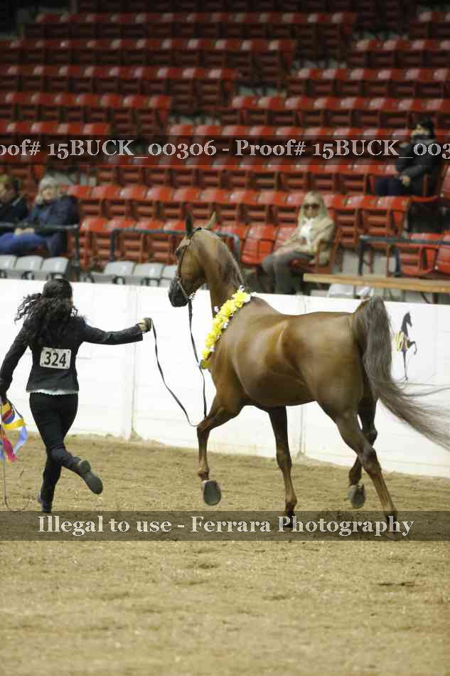 Proof Number 15BUCK_00306