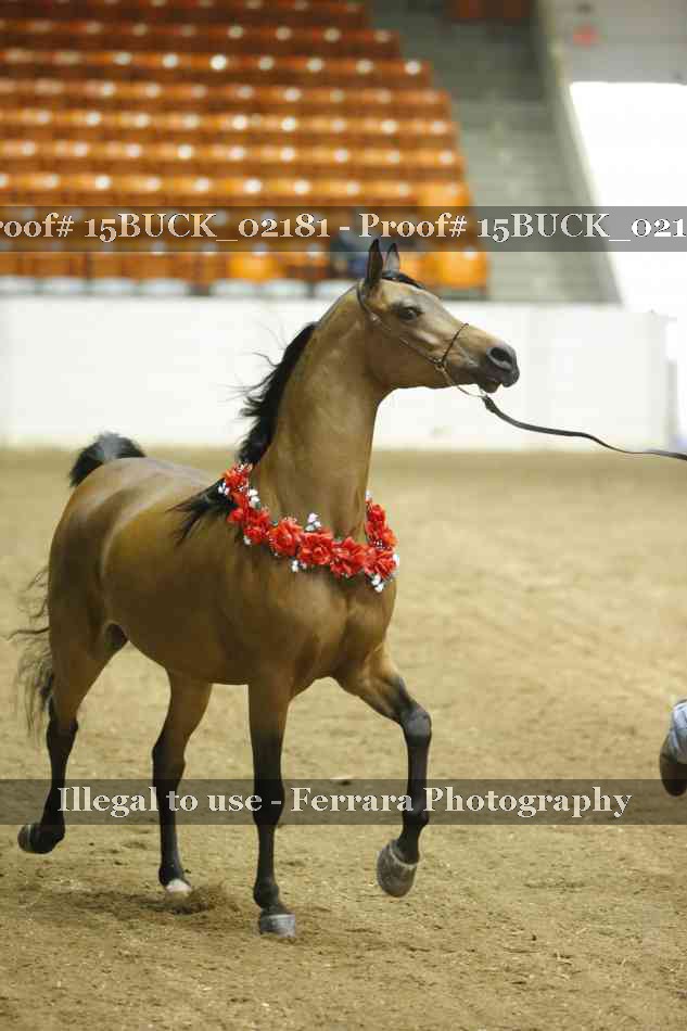 Proof Number 15BUCK_02181
