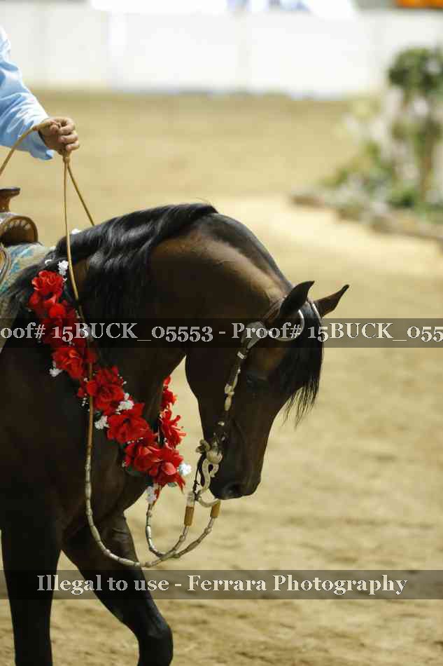 Proof Number 15BUCK_05553