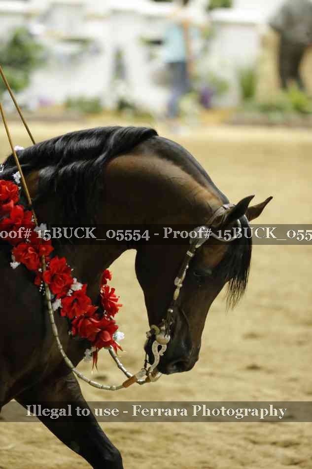 Proof Number 15BUCK_05554