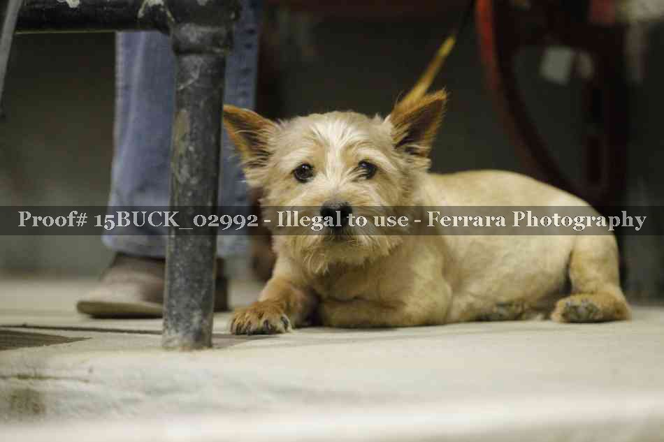 Proof Number 15BUCK_02992
