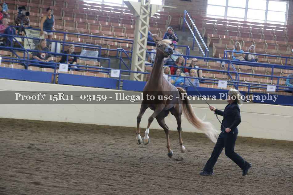 Proof Number 15R11_03159