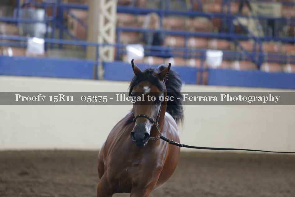 Proof Number 15R11_05375