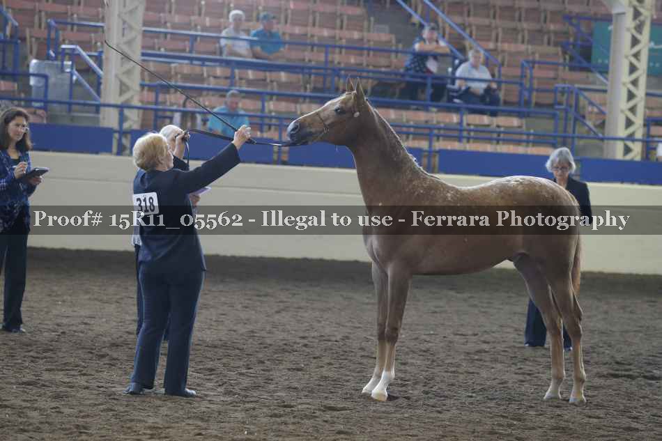 Proof Number 15R11_05562