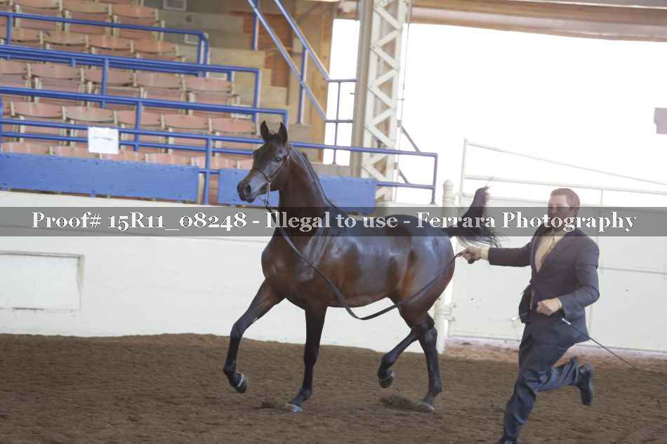 Proof Number 15R11_08248