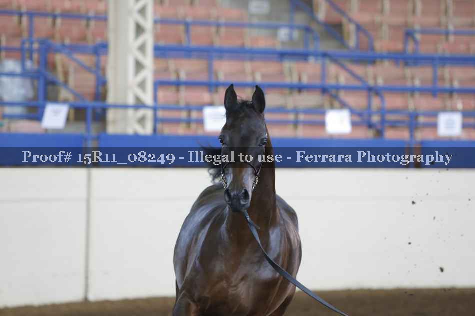 Proof Number 15R11_08249