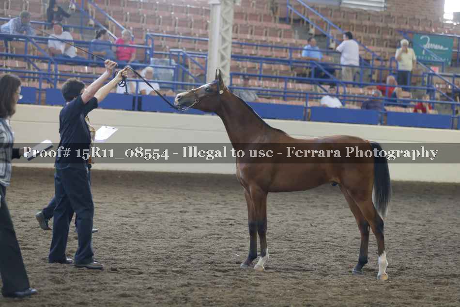 Proof Number 15R11_08554