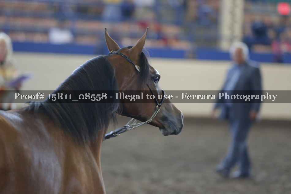 Proof Number 15R11_08558