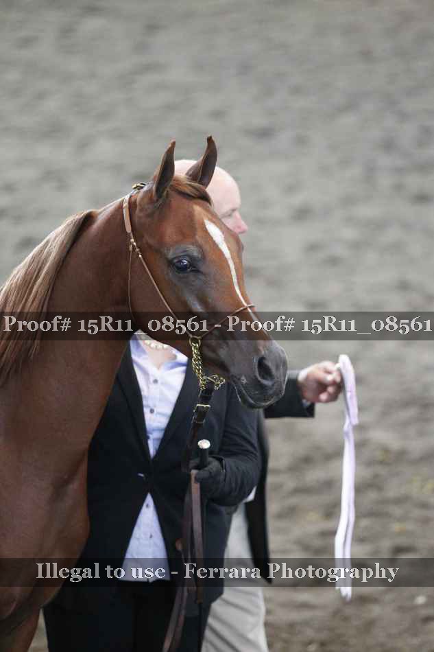 Proof Number 15R11_08561