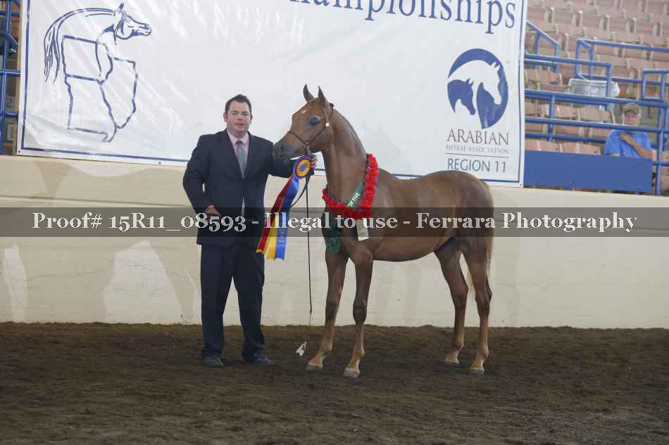 Proof Number 15R11_08593