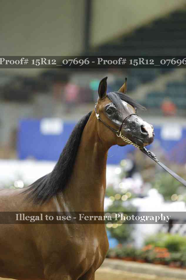 Proof Number 15R12_07696