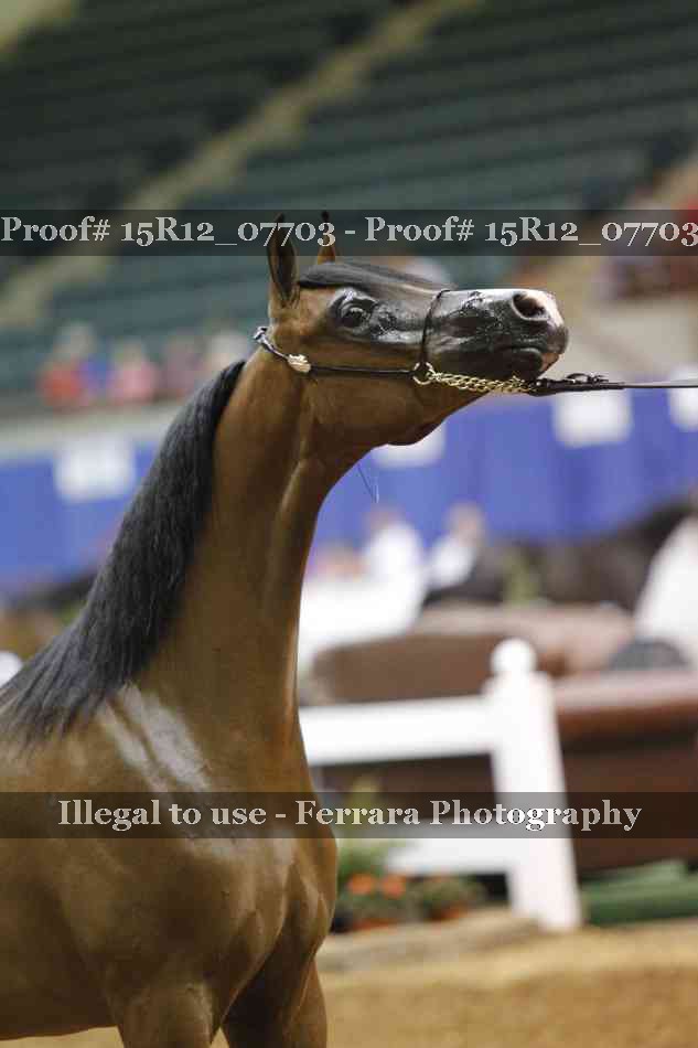 Proof Number 15R12_07703