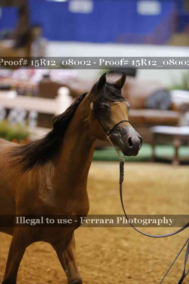 Proof Number 15R12_08002